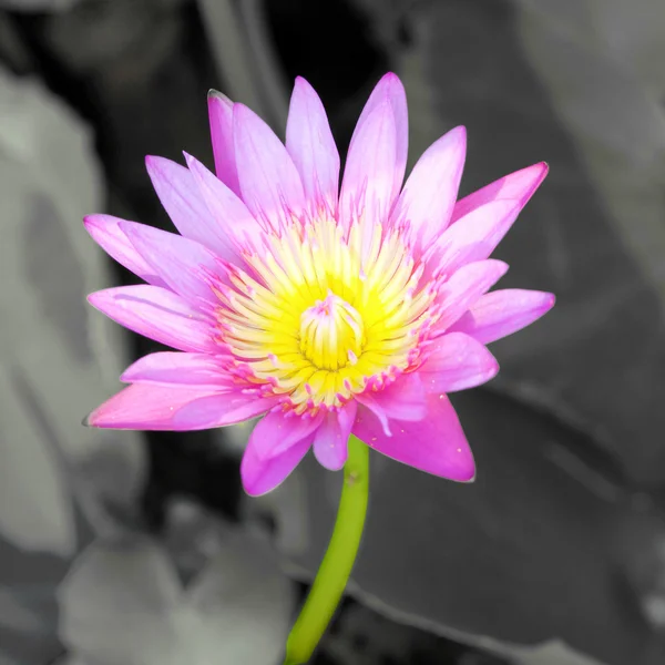 Blommande rosa lotus i den naturliga dammen — Stockfoto