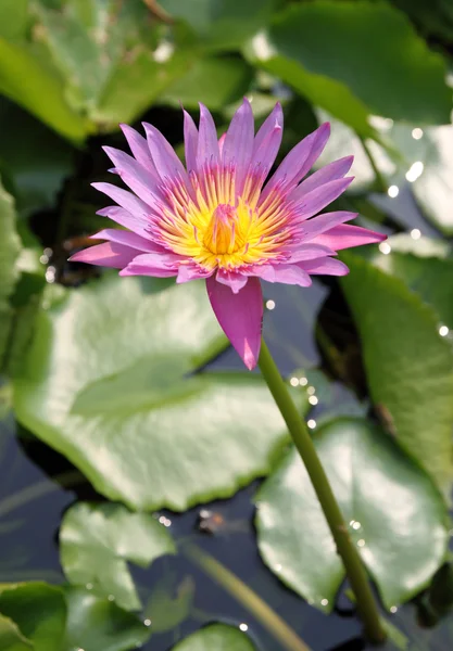 De bloeiende roze lotus in de natuurlijke vijver — Stockfoto