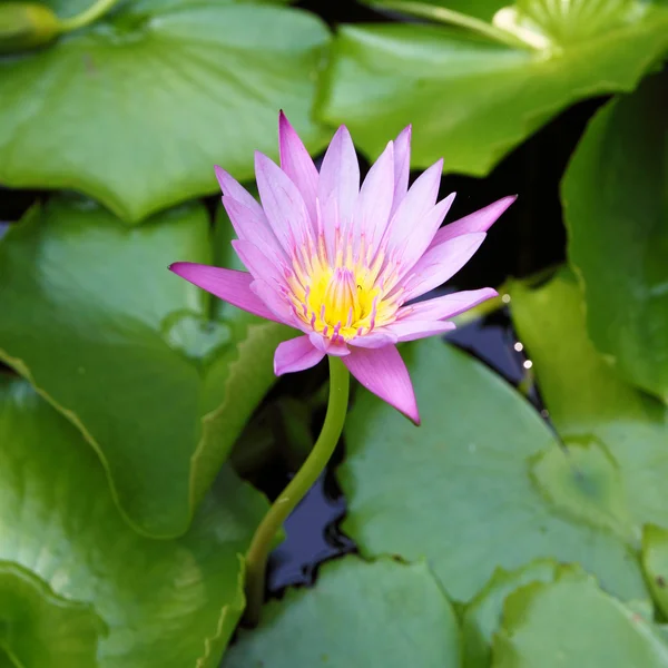 Roze lotusbloem bloeien op zomer — Stockfoto