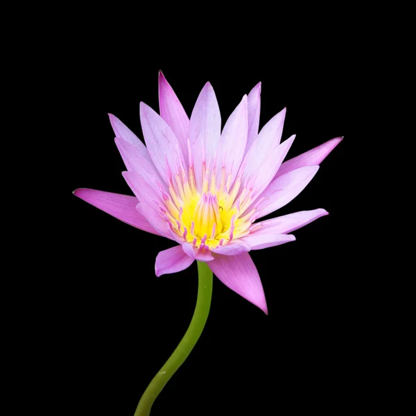 Rosa Lotusblume blüht auf schwarzem Hintergrund — Stockfoto