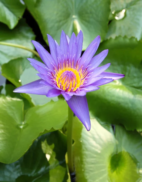 O lótus azul florescendo na lagoa natural — Fotografia de Stock
