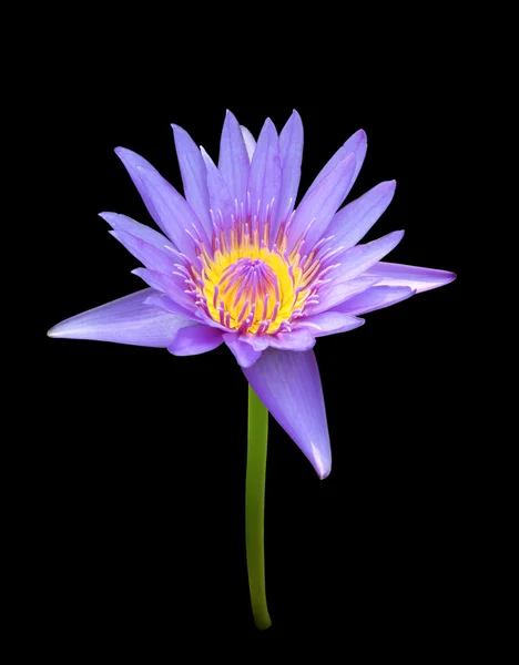 Kvetoucí modrý lotos na černém pozadí — Stock fotografie