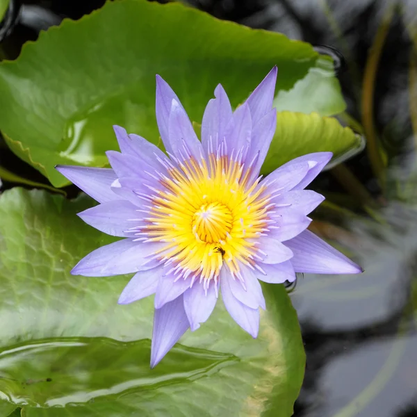 Blommande blå lotus i den naturliga dammen med insekt — Stockfoto