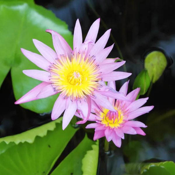 Twee bloeiende roze lotus in de natuurlijke vijver — Stockfoto