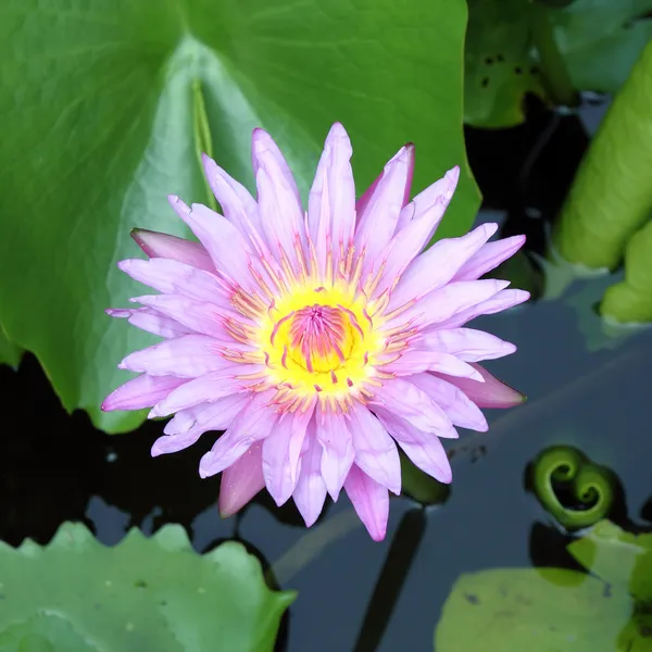 De bloeiende roze lotus in de natuurlijke vijver — Stockfoto