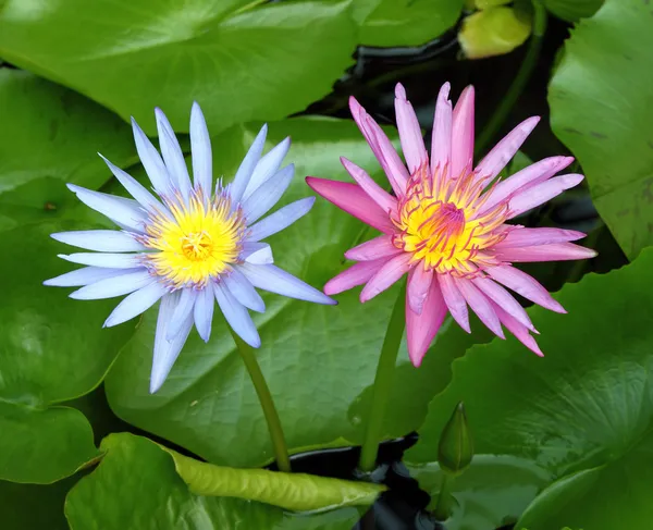 Roze en blauwe lotus bloeien in lotus vijver — Stockfoto