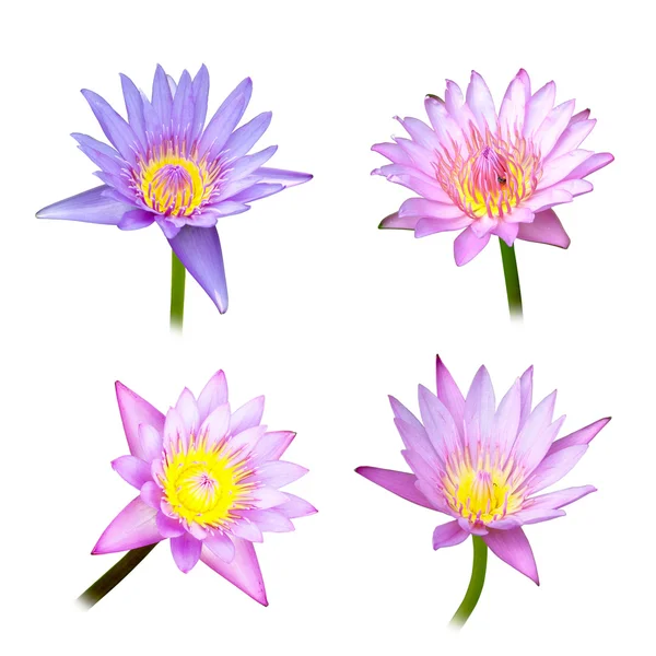 4 Lotus auf weißem Hintergrund — Stockfoto