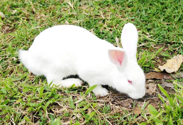 Weißes Kaninchen im grünen Gras — Stockfoto