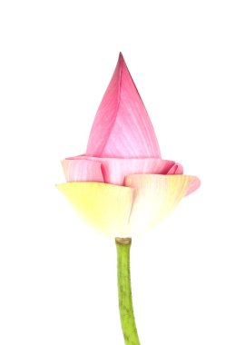 Bud lotus beyaz