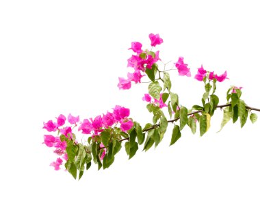 Bougainvillea flowers clipart
