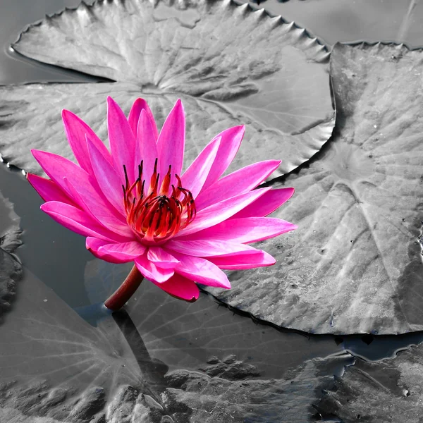 Rosa Lotus auf dem Fluss — Stockfoto