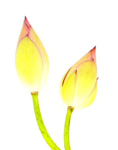 Zwei Knospen Lotus auf weiß — Stockfoto