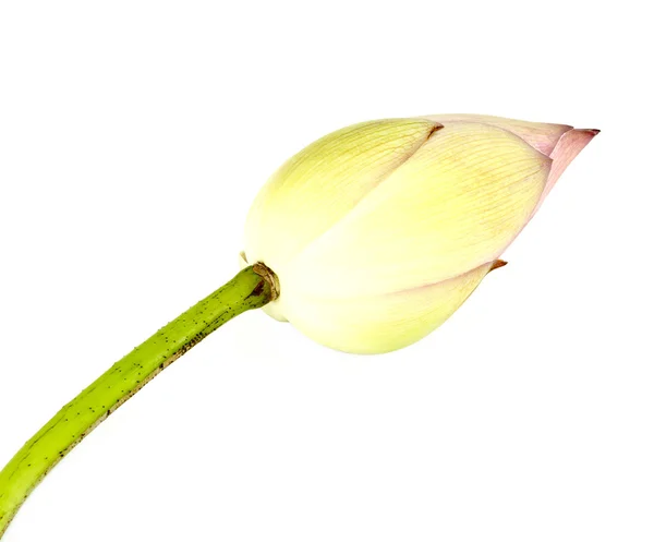 Bud lotus on white — Stock Photo, Image