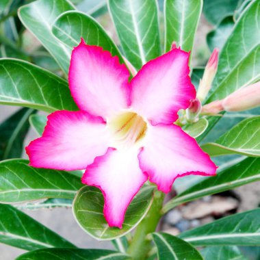 tropikal çiçek pembe adenium