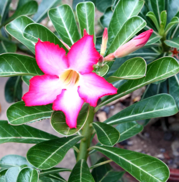 Adenium tropická květina růžová — Stock fotografie