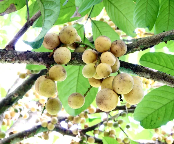 Taze genç Longkong (langsat) — Stok fotoğraf