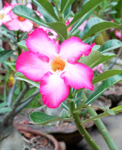 Tropisk blomma rosa adenium — Stockfoto