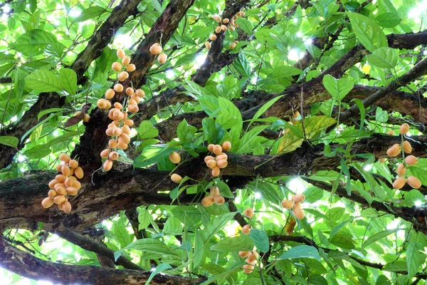 Kiść winogron Birmański (Baccaurea ramiflora) — Zdjęcie stockowe