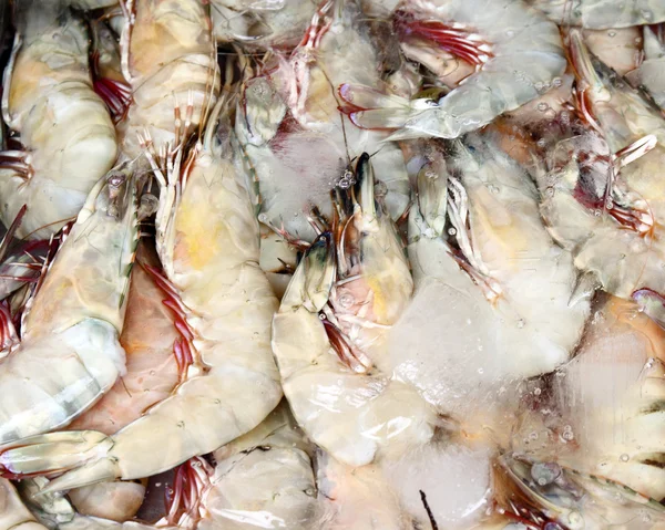 Fresh shrimps in ice — Stock Photo, Image