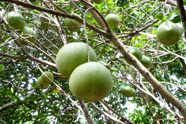 Pomelo meyve — Stok fotoğraf