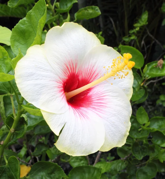 Flor branca de hibisco — Fotografia de Stock