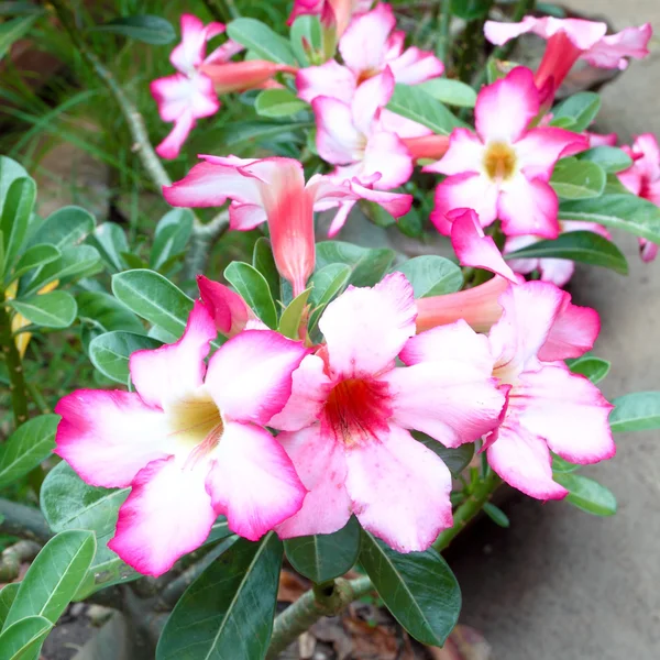 Tropical flower Pink Adenium — Stock Photo, Image