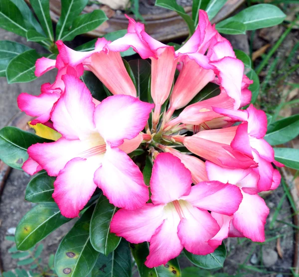 Тропічний квітковий рожевий adenium — стокове фото