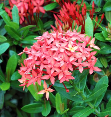 Orman Sardunya (MahS coccinea). Kırmızı renk