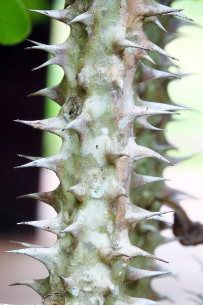 Corona de espinas (nombre científico: Euphorbia splendens o Euforb —  Fotos de Stock