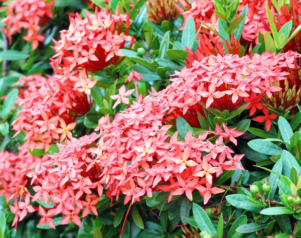 Géranium de jungle (Ixora coccinea). Couleur rouge — Photo