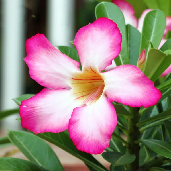 Tropische Blume rosa Adenium — Stockfoto