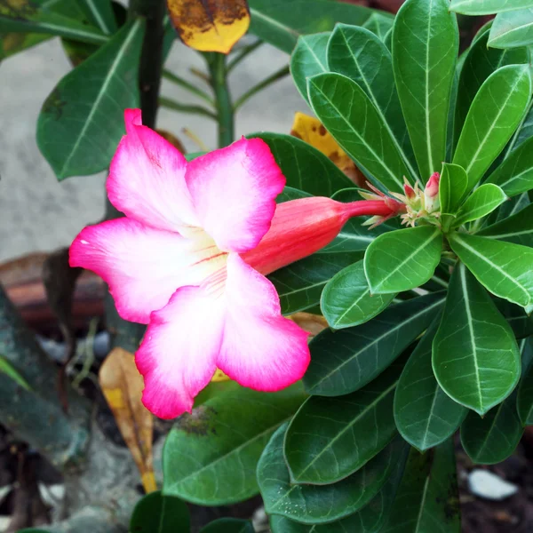 Тропічний квітковий рожевий adenium — стокове фото