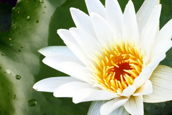 Close up van witte lotusbloem — Stockfoto