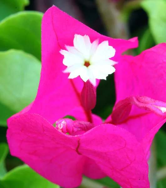 Zbliżenie Bougainvillea — Zdjęcie stockowe