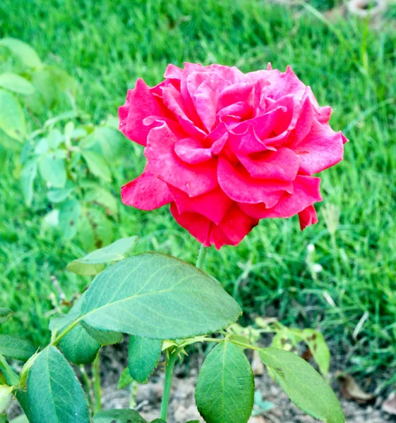 Rosa roja en la rama — Foto de Stock