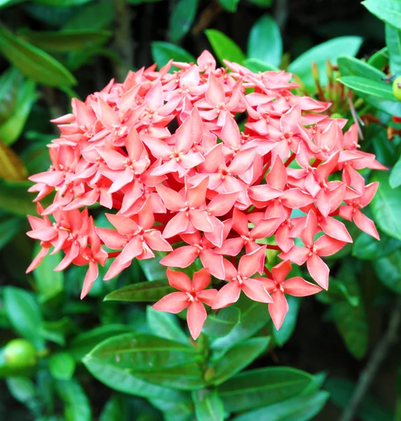 Džungle geranium (ixora coccinea) — Stock fotografie