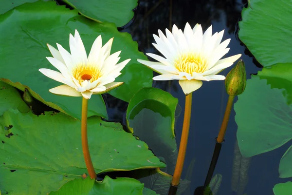 Twee witte lotusbloem — Stockfoto