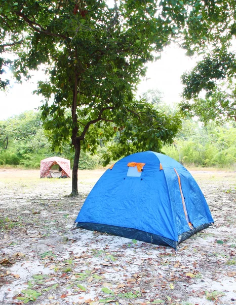 Голубая палатка в лесу — стоковое фото