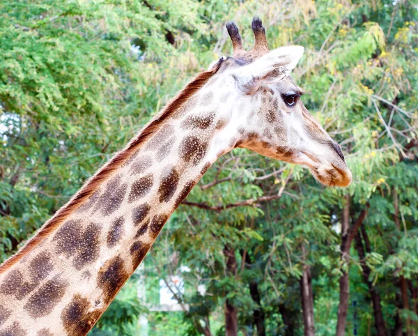 Tête de girafe — Photo