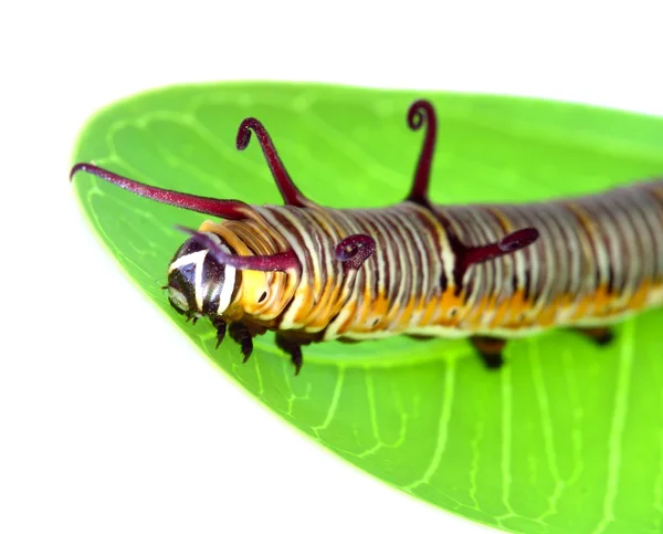 Caterpillar is kruipen op een blad — Stockfoto