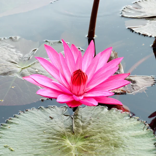 PInk lotus — Stock Photo, Image