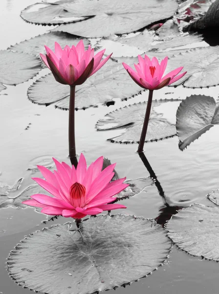 Waterlelie lotusbloem — Stockfoto