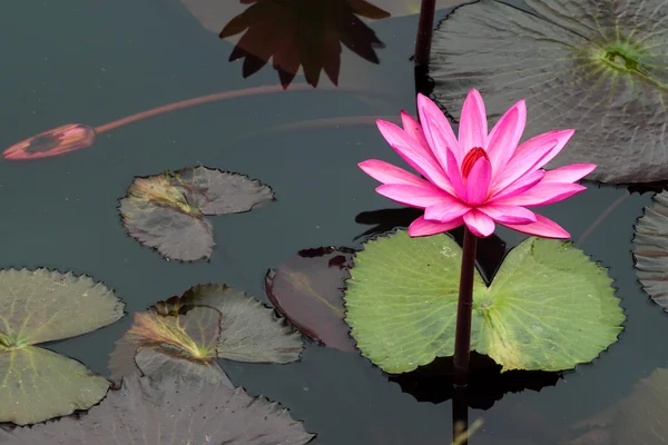 Roze lotus — Stockfoto