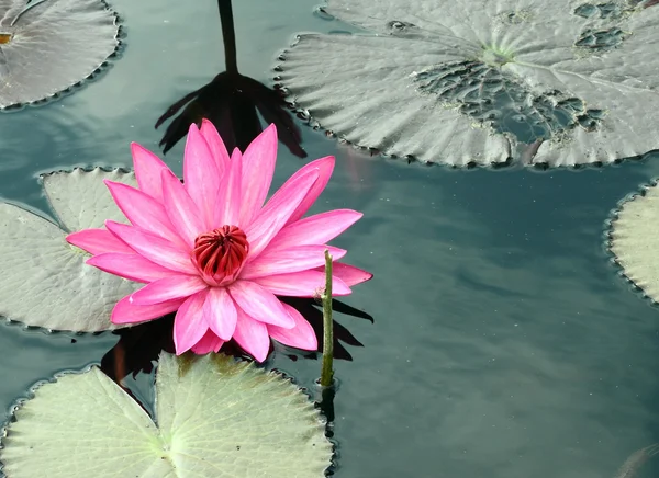 Roze lotus — Stockfoto