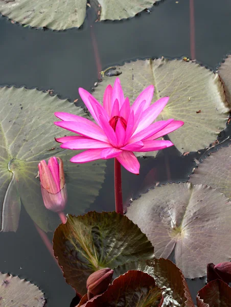 PInk lotus — Stock Photo, Image