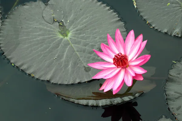 PInk lotus — Stock Photo, Image