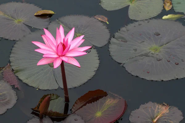 Roze lotus — Stockfoto