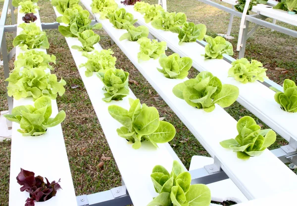 Many kinds of hydroponic system — Stock Photo, Image