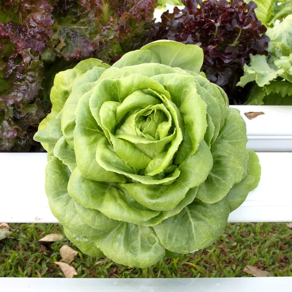 Hydroponics vegetable that need no ground for plant — Stock Photo, Image