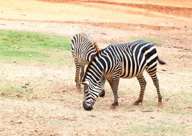 çim yeme iki küçük zebra